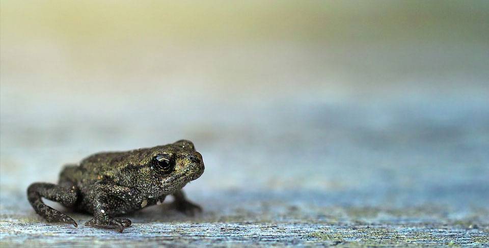 Afrika’da bir ada ülkesi olan Madagaskar’de 5 yeni kurbağa türü
