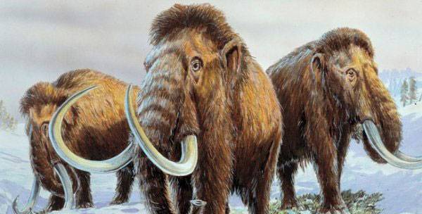 Fil familyasından olan ve nesli tükenen Mamutlar, Japon bilim adamları