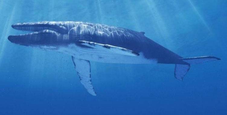 Türkiye’de ve tüm dünyada çocukları büyük tehdit altına alan ‘Mavi