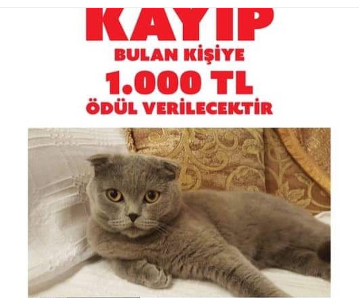 Boynunda kırmızı mavi tasması olan Oben isimli kediyi bulana 1000