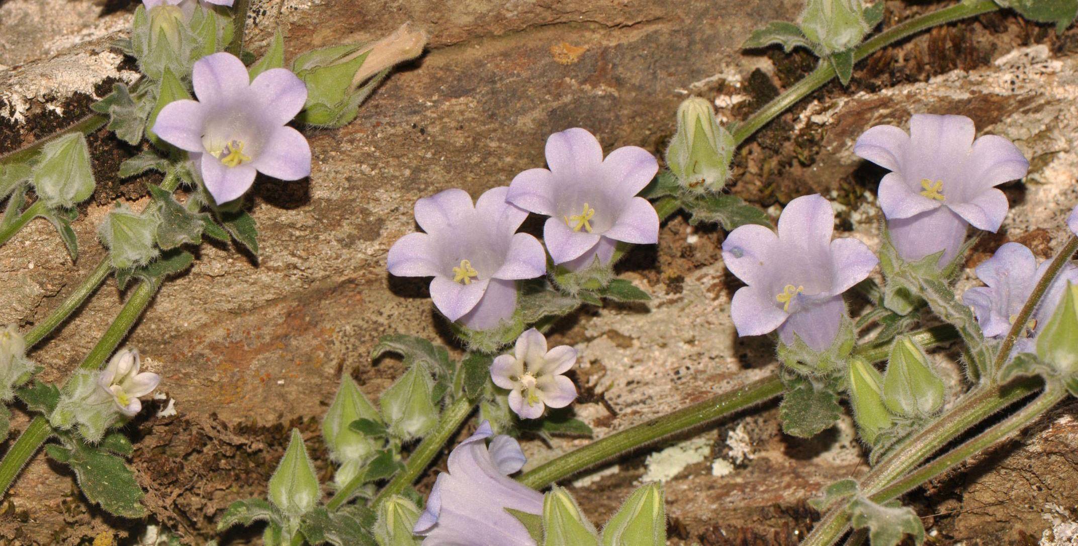 İzmir Tire’de yeni bir bitki türü keşfedildi. Ege Üniversitesi Öğretim