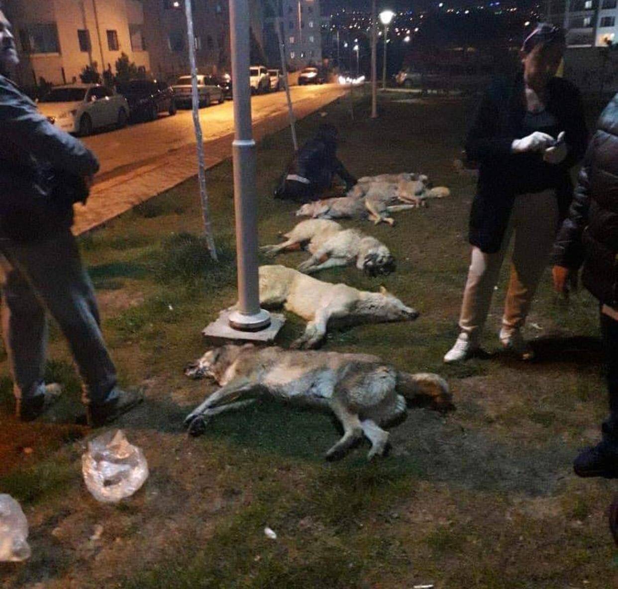 Edinilen bilgiye göre Ankara polisi tarafından olayla ilgili plakasının sahte