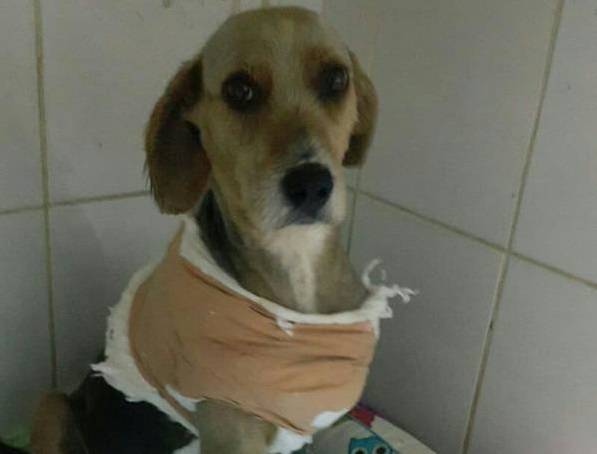 Erkan Doğan – BSHA Hayvan haklarının korunması noktasında on binlerce