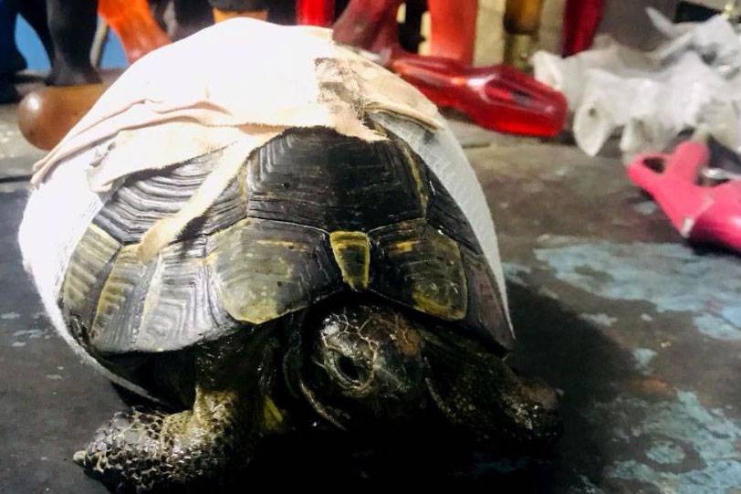 İzmir’de yaralanan kaplumbağaya vatandaş müdahalesine İzmir Veteriner Hekimler Odası’ndan açıklama