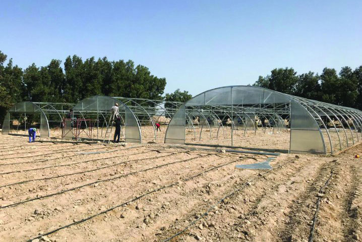 Katar Belediye ve Çevre Bakanlığı Tarımsal İlişkiler Bölümü tarımsal üretimi