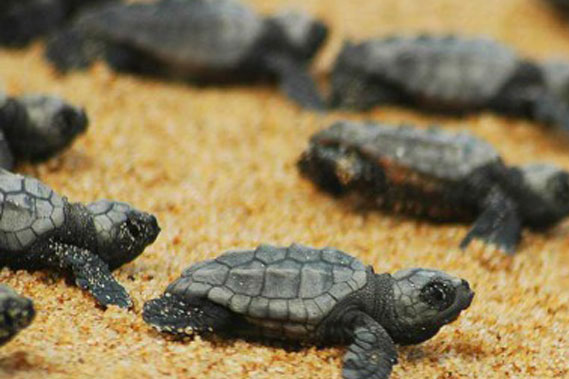Çevre ve Şehircilik Bakanlığınca, dünyanın ender özellikli alanlarından biri kabul