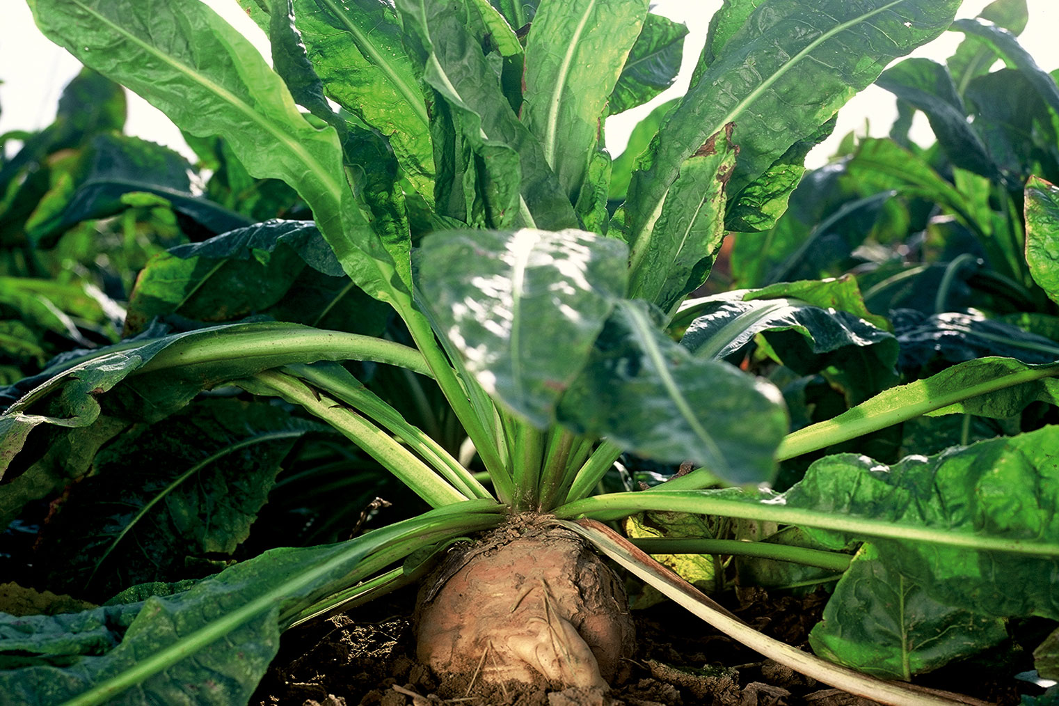 Organik inüline kıyasla hindiba kökünden elde edilen inülini, makul ve