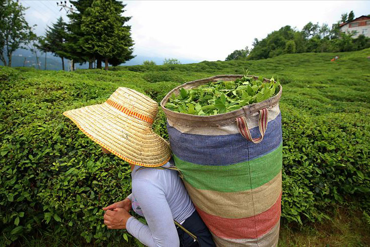 Çay üreticilerinin merakla beklediği yaş çay alım fiyatı, 2019 yılında
