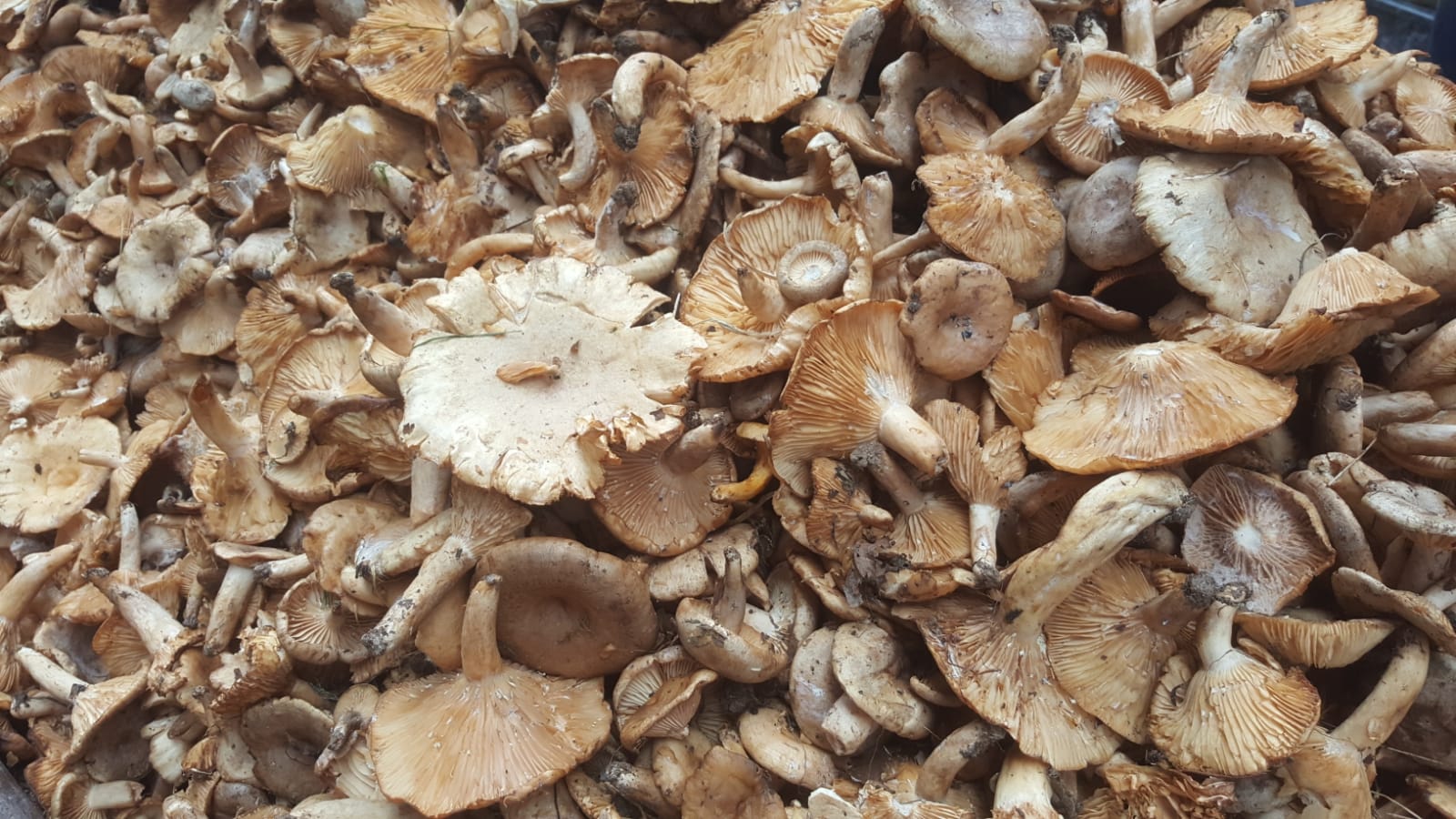 Fındık Mantarı (Kirmiti) Tezgahlarda Yerini Aldı Ordu’nun Altınordu İlçesi’nde yöresel adıyla ‘Fındık Mantarı-Kirmiti’ olarak da bilinen