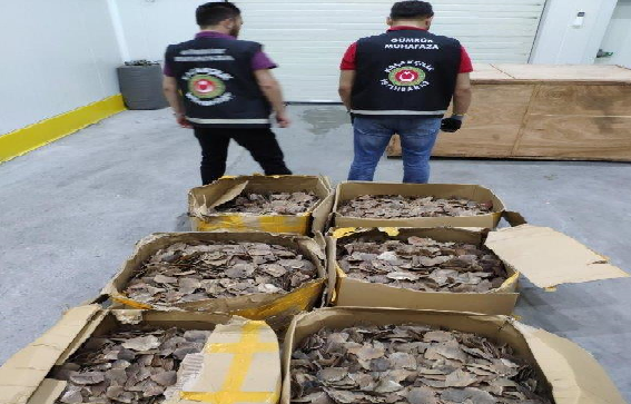 İstanbul Havalimanı’nda nesli tükenmekte olan hayvanlardan pangoline ait 1 ton
