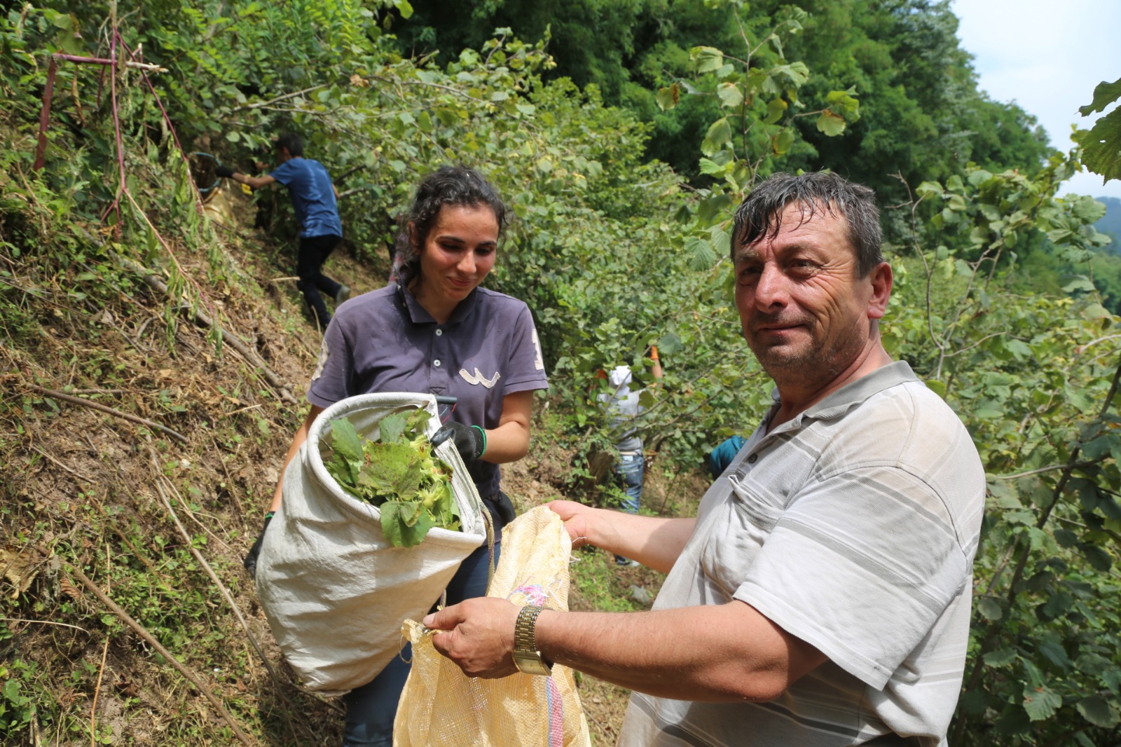 Fındık Hasadı Başladı Ordu Valiliği tarafından 6 Ağustos olarak açıklanan fındık hasat tarihi