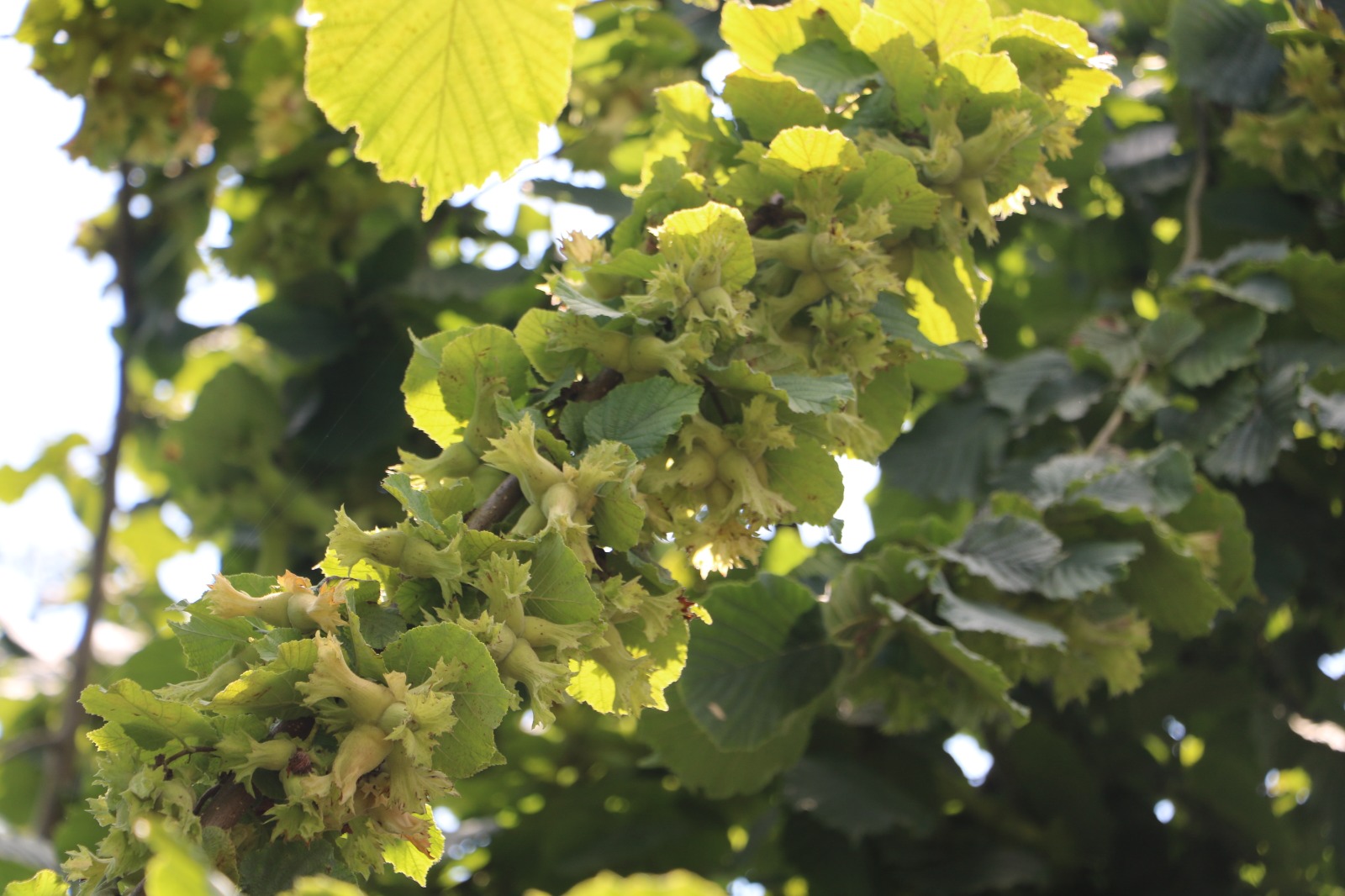 Fındık İhracatı Yüz Güldürüyor Karadeniz’in altın ürünü fındık ülkeye döviz kazandırmaya devam ediyor. Karadeniz