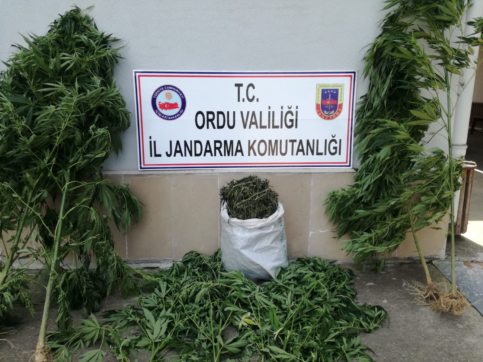 Jandarma’dan Kenevir Operasyonu Jandarma Ordu’da uyuşturucu tacirlerine bin an bile göz açtırmıyor. Jandarma