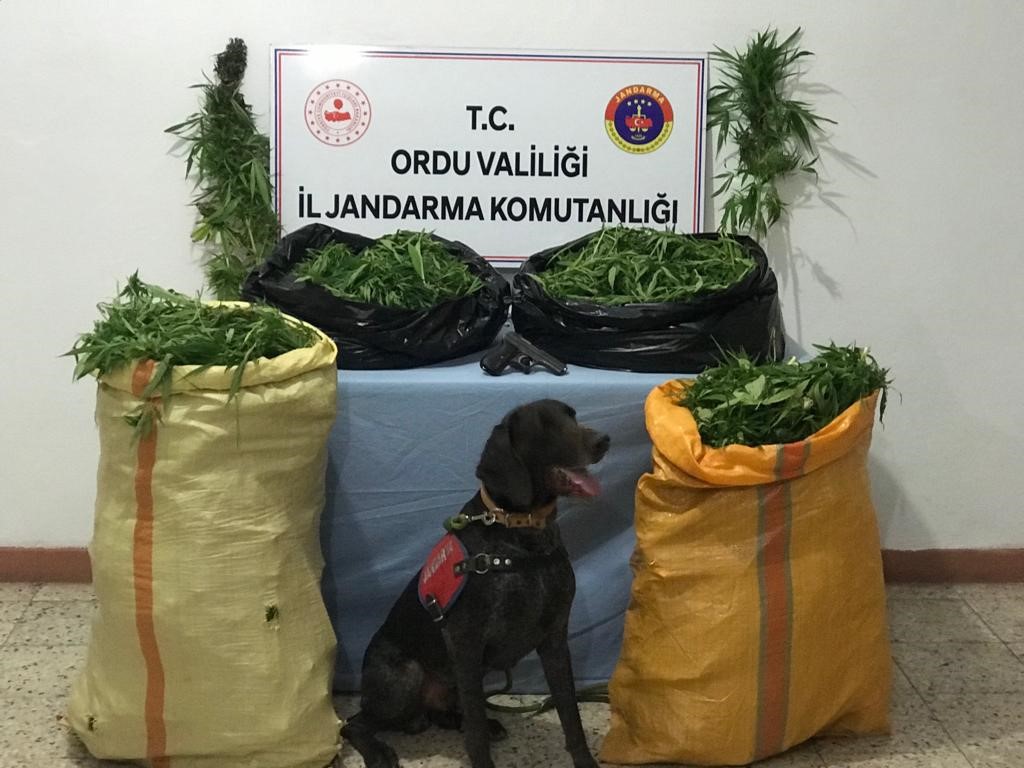 Jandarma’dan Kenevir Operasyonu Ordu İl Jandarma Komutanlığı Gürgentepe İlçe jandarma Komutanlığı ile Kom