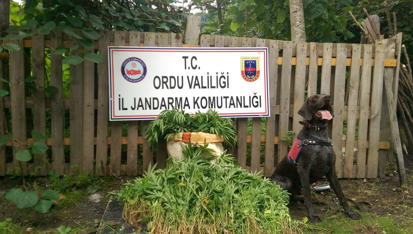 Jandarma’dan Ulubey ve Ünye’de Kenevir Operasyonu Ordu İl Jandarma Komutanlığı uyuşturucu madde ile mücadele faaliyetlerine kararlılıkla
