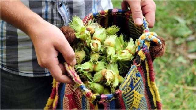Fındık üretiminde dünya birincisi olan Ordu’da hasat dönemi bugün üç