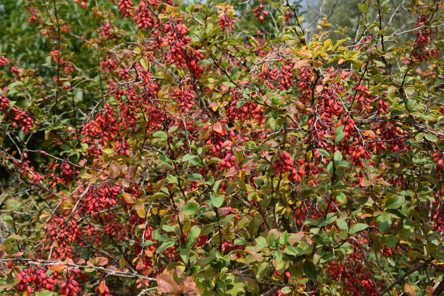 Ordu’nun Mesudiye ilçesinde doğal olarak yetiştirilen kuşburnu geçim kaynağına dönüştü.