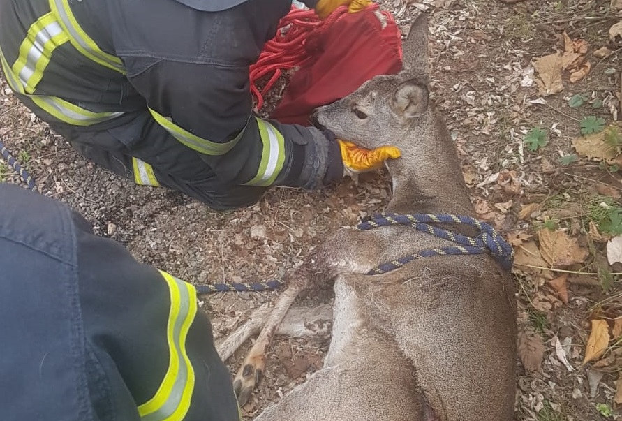 Ordu’nun Fatsa ilçesinde bahçe kapısına sıkışan Karaca Büyükşehir Belediyesi İtfaiye