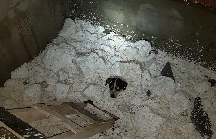 Mahsur Kalan Köpeği İtfaiye Ekipleri Kurtardı Fatsa Kurtuluş Mahallesi Fatih Caddesi üzerinde bulunan bir inşaatın asansör