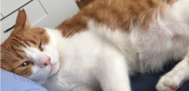İntihar eden Asistan Doktor Tayfun Özcana’ya ait üç kedi sahiplenecek