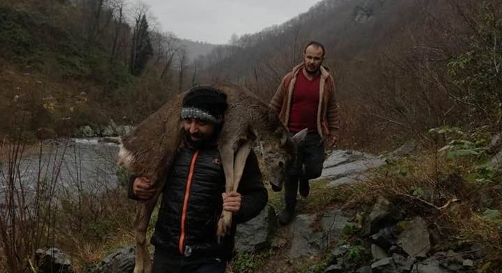 Yaralı Karaca’yı Sırtında Taşıdı Ordu’nun Altınordu İlçesi Zaferi Milli Mahallesi’nde dere içinde bulunan yaralı