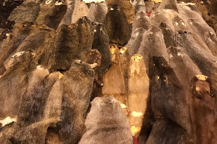 Havalimanında 800 Bin Lira Değerinde Kunduz Postu Ele Geçirildi Ticaret Bakanlığı Gümrük Muhafaza ekiplerince, Esenboğa Havalimanında gerçekleştirilen operasyonda, Ukrayna’dan