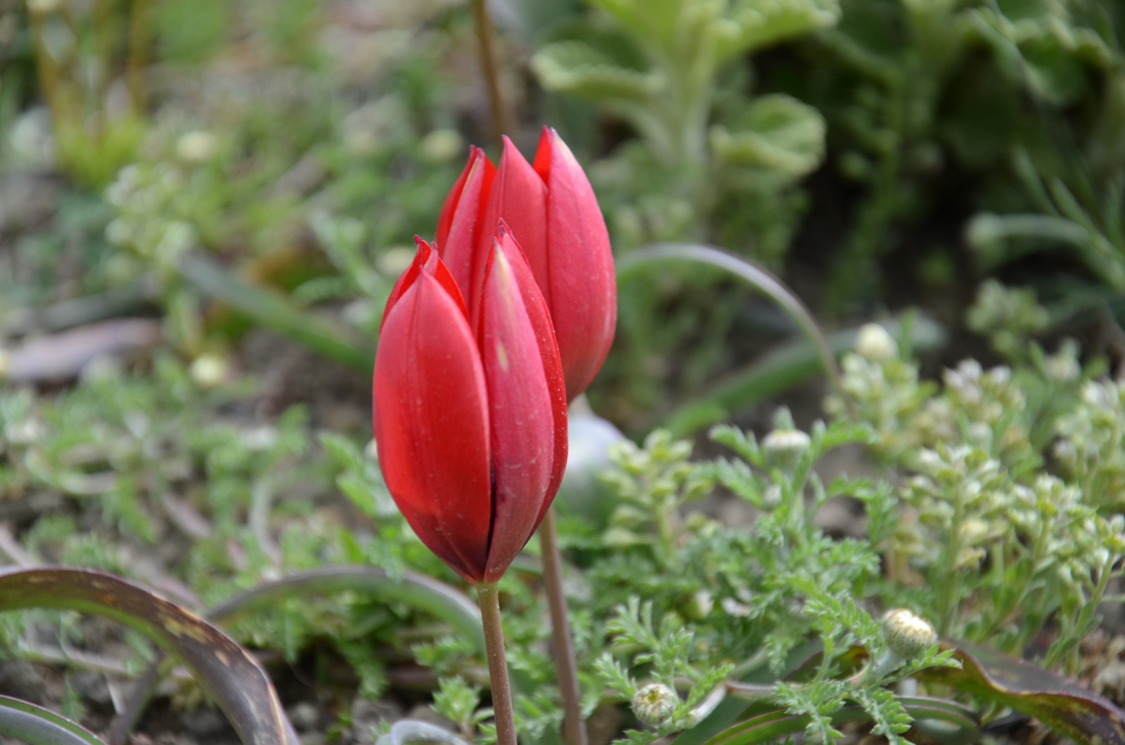 Türkiye’nin en önemli güzelliklerinden biri olan ve 120 çeşidin üstünde