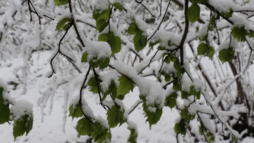 Türkiye Ziraat Odaları Birliği (TZOB) Yönetim Kurulu Üyesi ve Perşembe
