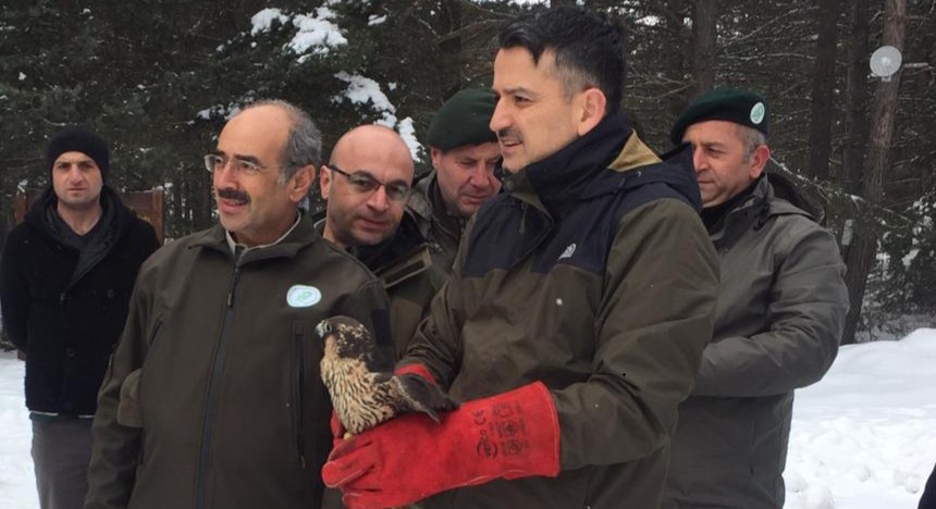 Bakan Pakdemirli, İyileşen Gökdoğanı Doğaya Bıraktı Tarım ve Orman Bakanı Dr. Bekir Pakdemirli, Ankara’nın Çamlıdere ilçesinde