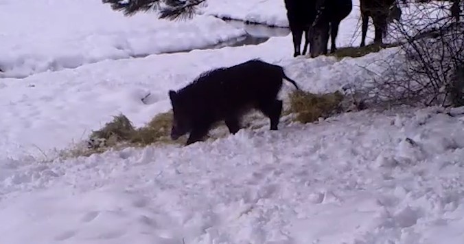 Yılkı Atları ve Yaban Domuzlar Yemek Yerken Göründülendi Yaban Hayatı. Tarım ve Orman Bakanlığı tarafından bırakılan yemlerin, zorlu