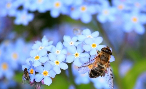 Ordu Arı Yetiştiricileri Birliği Başkanı Akın Çifçi, doğaya atılan kimyasal