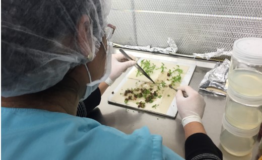 Ödemiş Bademli Tarımsal Kalkınma Kooperatifindeki Doku Kültürü Laboratuvarında üretilen meyve