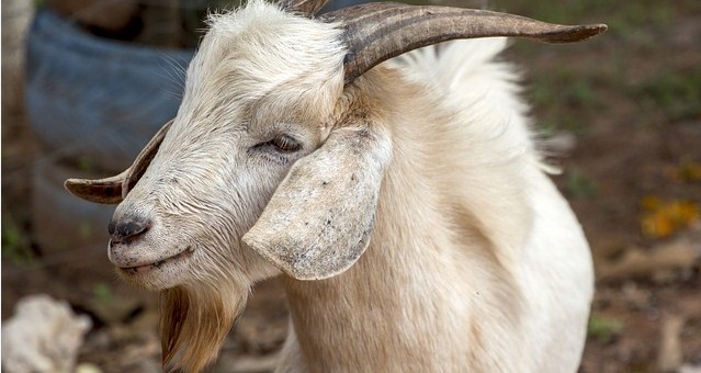 80 Bin Üstün Nitelikli Damızlık Üretildi Tarım ve Orman Bakanlığı, Tarımsal Araştırmalar ve Politikalar Genel Müdürlüğü