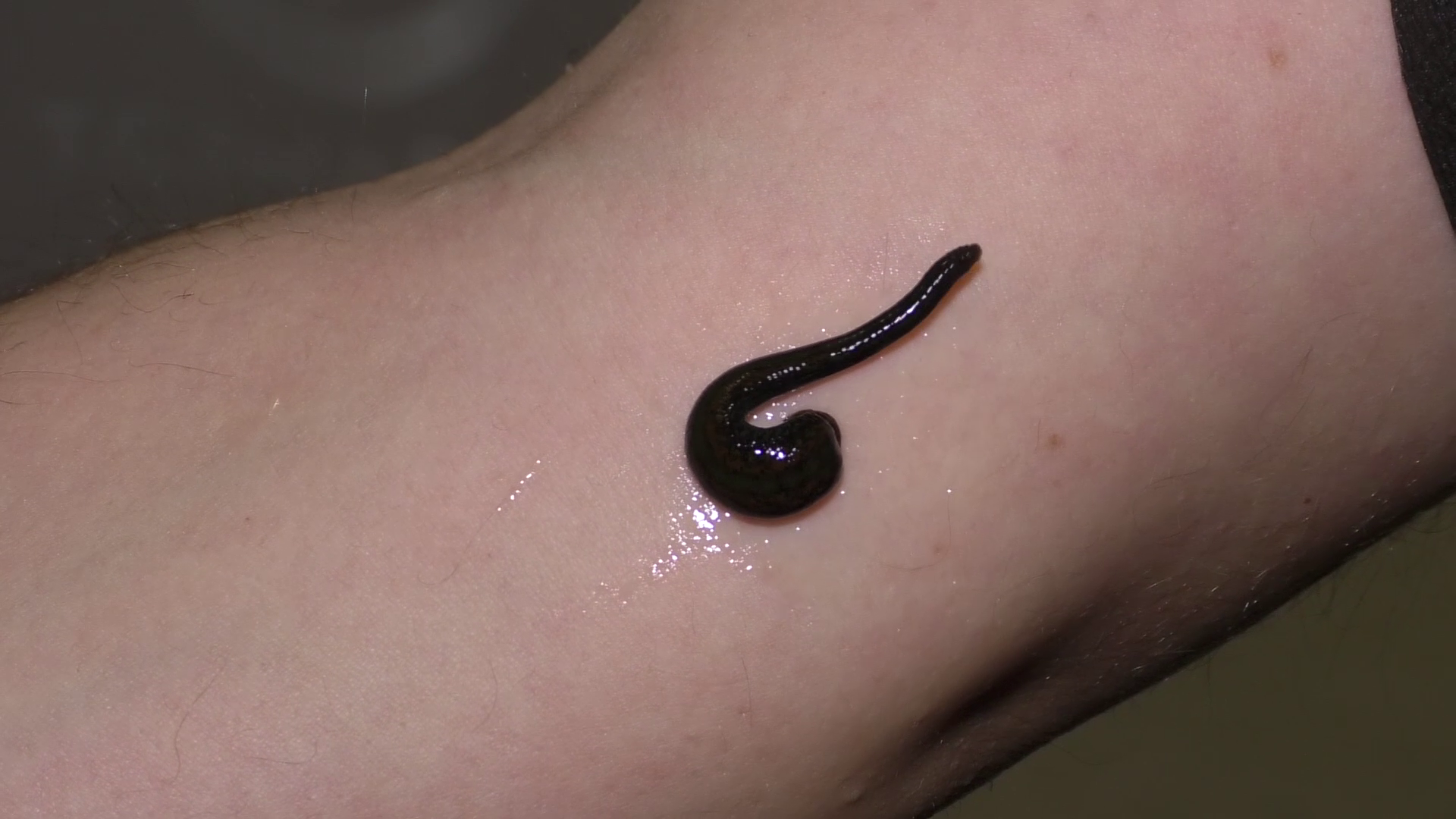 Kabataş’ta bulunan Sülüklü gölle ilgili Ordu Kültür ve Turizm İl