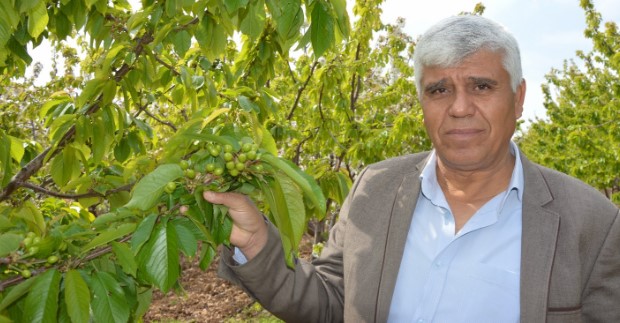 Kiraz Hasadı Yaklaşıyor Kuzey yarımkürede kirazın en erken yetiştiği bölge olan Manisa’nın Şehzadeler