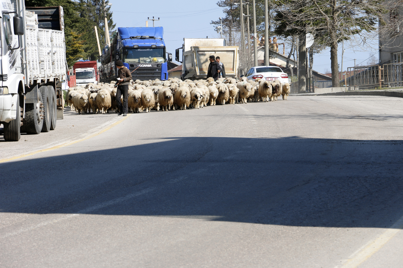 İlkbaharın gelmesiyle birlikte hayvancılıkla geçimini sağlayan aileler Ordu’da yaylalara göç