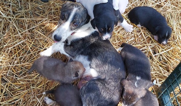 Çakal Yavrularını Anne Ceylan ve Köpek Emzirerek Hayata Bağladı Annelik doğalarında var ! Gümüşhane’de anne ayı yavrularını emzirirken görüntülenirken,