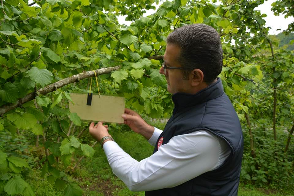 Fındık Kokarcasına Teknolojik Tuzak Türkiye’nin fındık üretim merkezi Ordu’da fındık kokarcasına karşı savaş açıldı.