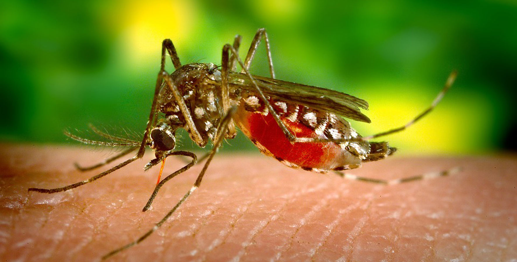 Sıtma, sarıhumma, Dengue humması, zika, Batı Nil virüsü gibi birçok