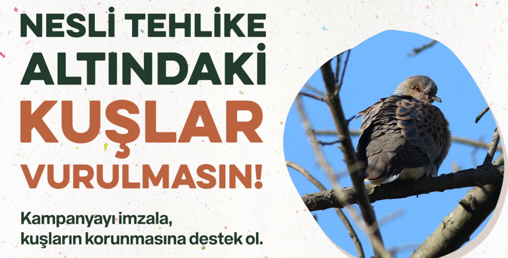 Tehlike Altındaki Kuşlar İçin Doğa Severlerden Kampanya Doğa severler, Merkez Av Komisyonu’ndan üveyik ve elmabaş patkaların avının