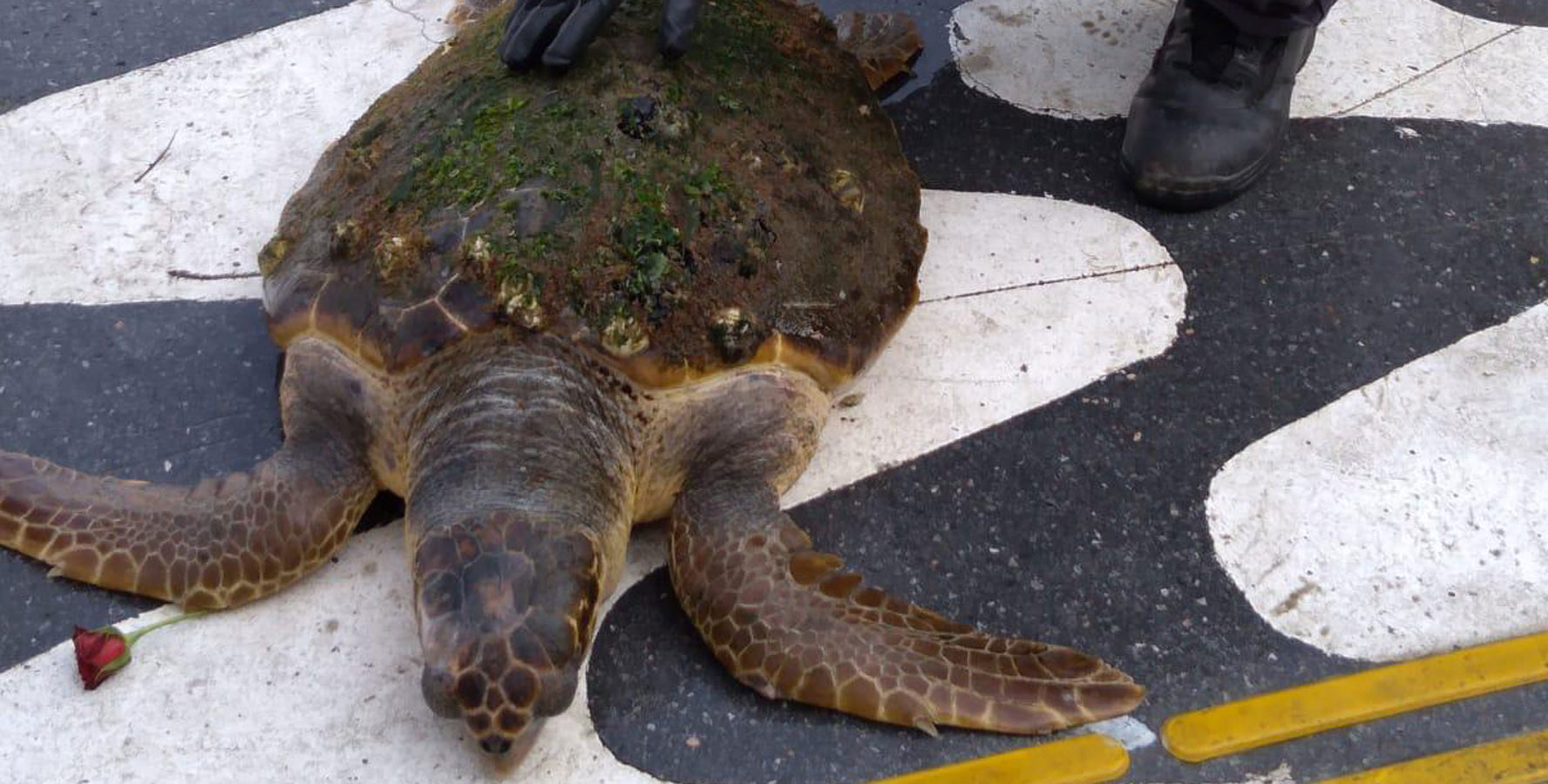 İzmir Körfezi’nde kıyıya vuran caretta caretta, Sasalı’daki Doğal Yaşam Parkı’na