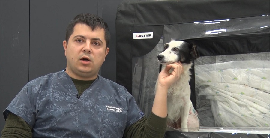 Ezilen Köpek Yeniden Hayata Döndü Balıkesir’in Erdek İlçesi’nde bir akaryakıt istasyonunda otomobil tarafından ezilen köpek,