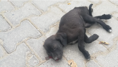 Bahçesindeki Toprağı Bozduğu Gerekçesiyle Yavru Köpeğe Vurmuş! İzmir’in Beydağ ilçesinde akıllara durgunluk veren bir olay yaşandı. Adaküre