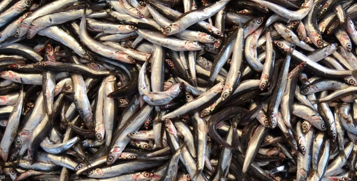 Tarım ve Orman Bakanlığı Balıkçılık ve Su Ürünleri Genel Müdürlüğü’nce