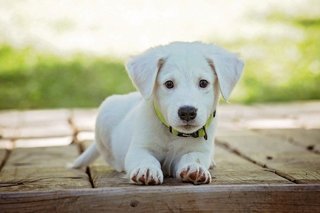 Doktora ‘Köpeğe İlaç Yazmadığı İçin’ Soruşturma Açıldı !!! İstanbul Aile Hekimliği Derneğinden (İSTAHED) yapılan açıklamada, İstanbul İl Sağlık