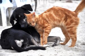 Kedi ve Köpek Fobisi Yenilebilir Mi ? Bir kedi ve