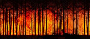 2021 Orman Yangınları Değerlendirme Raporu Yayınlandı