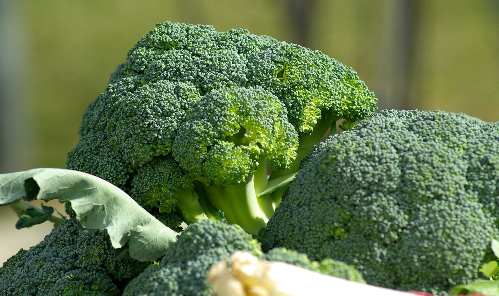 Yavuz Yörükoğlu Anlattı, Sebzelerin Kralı Olarak Brokoli