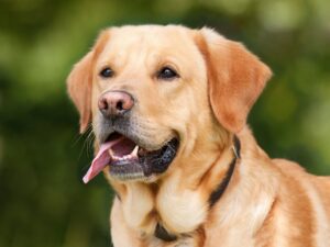 Sokak köpekleri uyutulacak mı ? AK Parti’nin bazı bölgelerde insan