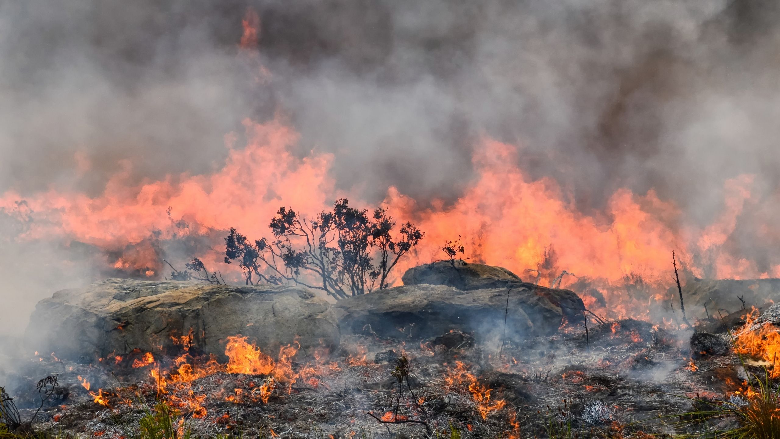 "Orman Yangınları İçin Gerekli Önlemler Süratle Alınmalıdır"